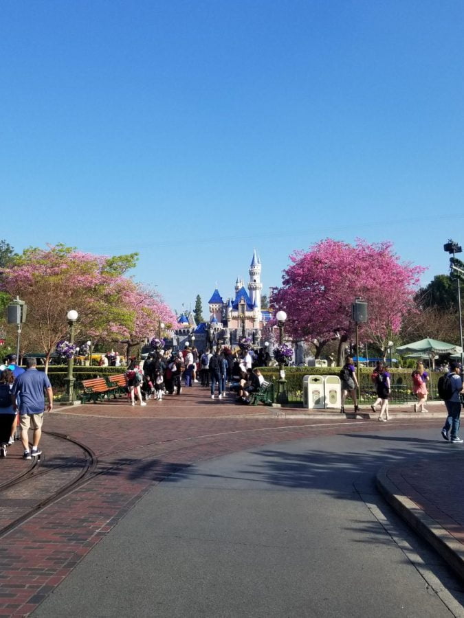 This+image+shows+Cinderellas+castle+in+the+distance+at+Disneyland.+The+sky+is+blue+and+there+is+a+blooming+purple+tree+on+either+side.