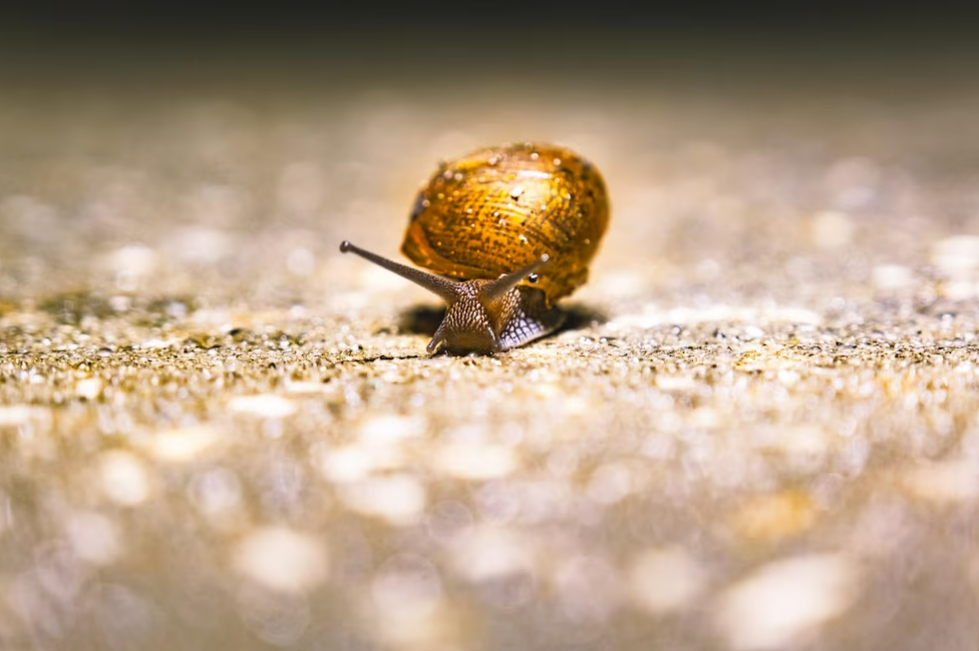 Snail making slight progress over a rocky path