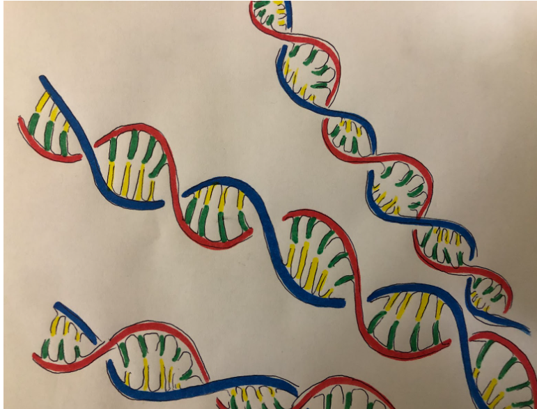 Drawing of DNA strands