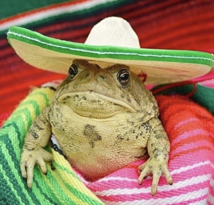 frog wearing sombrero