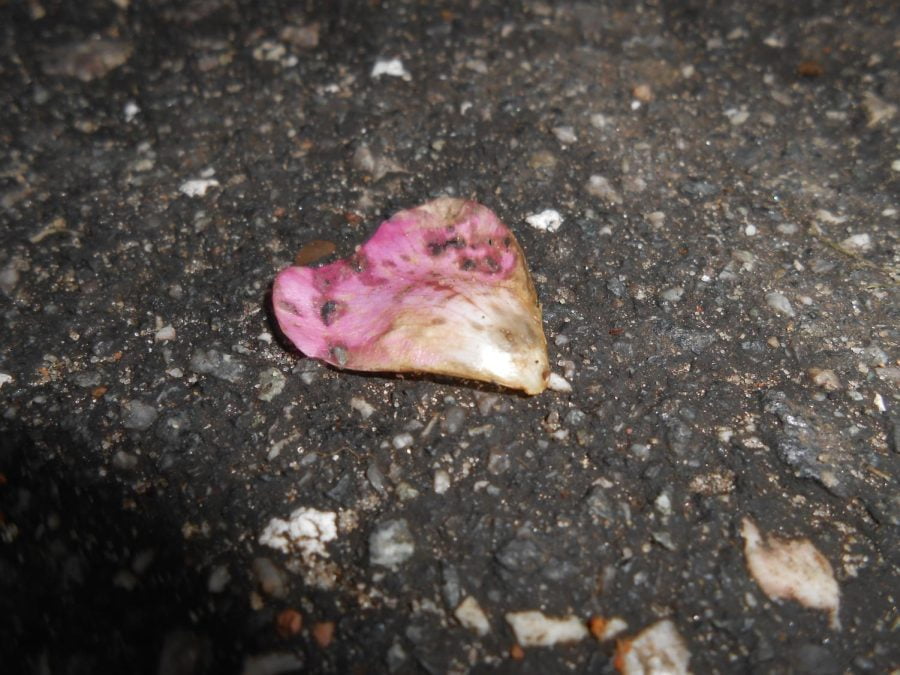 pink petal in the shape of a flower is wilted on the concrete