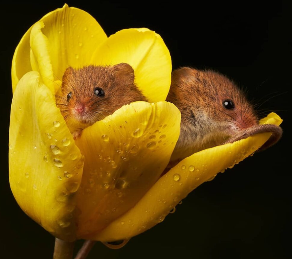 Mouse Flower