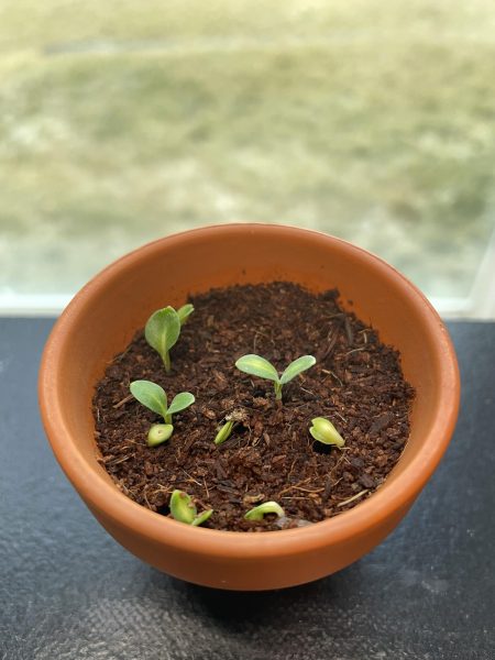 Forget-me-not seedlings