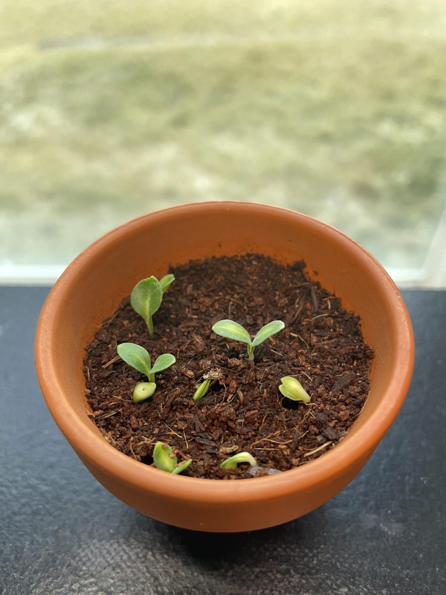 Forget-me-not+seedlings