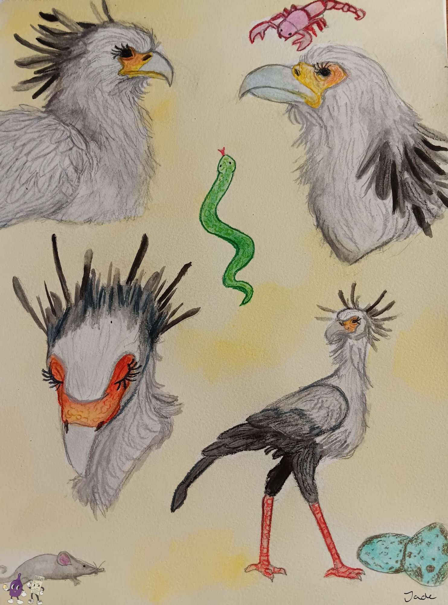 Feathers, Fashion,and Ferocity: Secretary Birds Mean Business