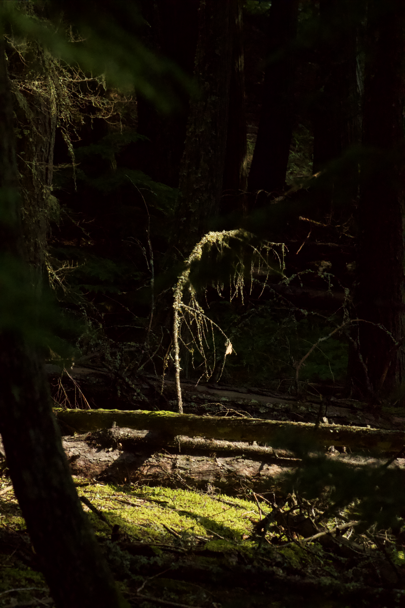 A sapling realizing that it's environment, it's former element, is leaving them behind.