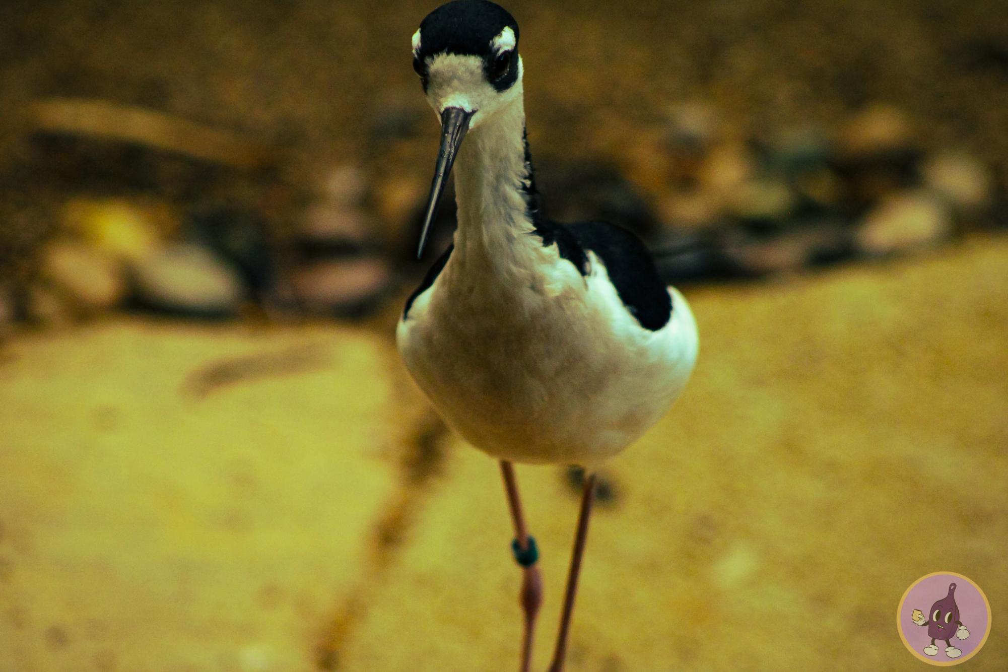 Graceful and precise steps designed by thin but mighty legs paired with a skinny, pointed beak 