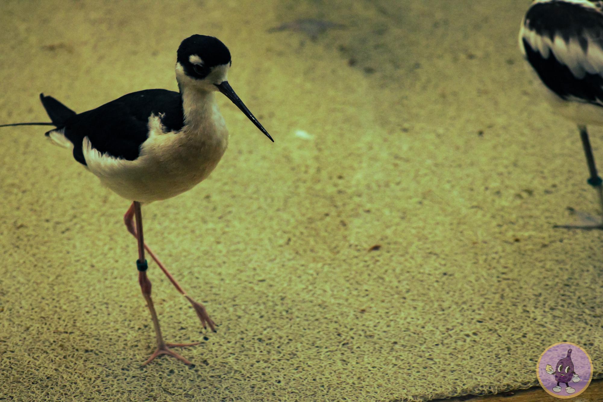 MIRANDA'S BIRD SANCTUARY