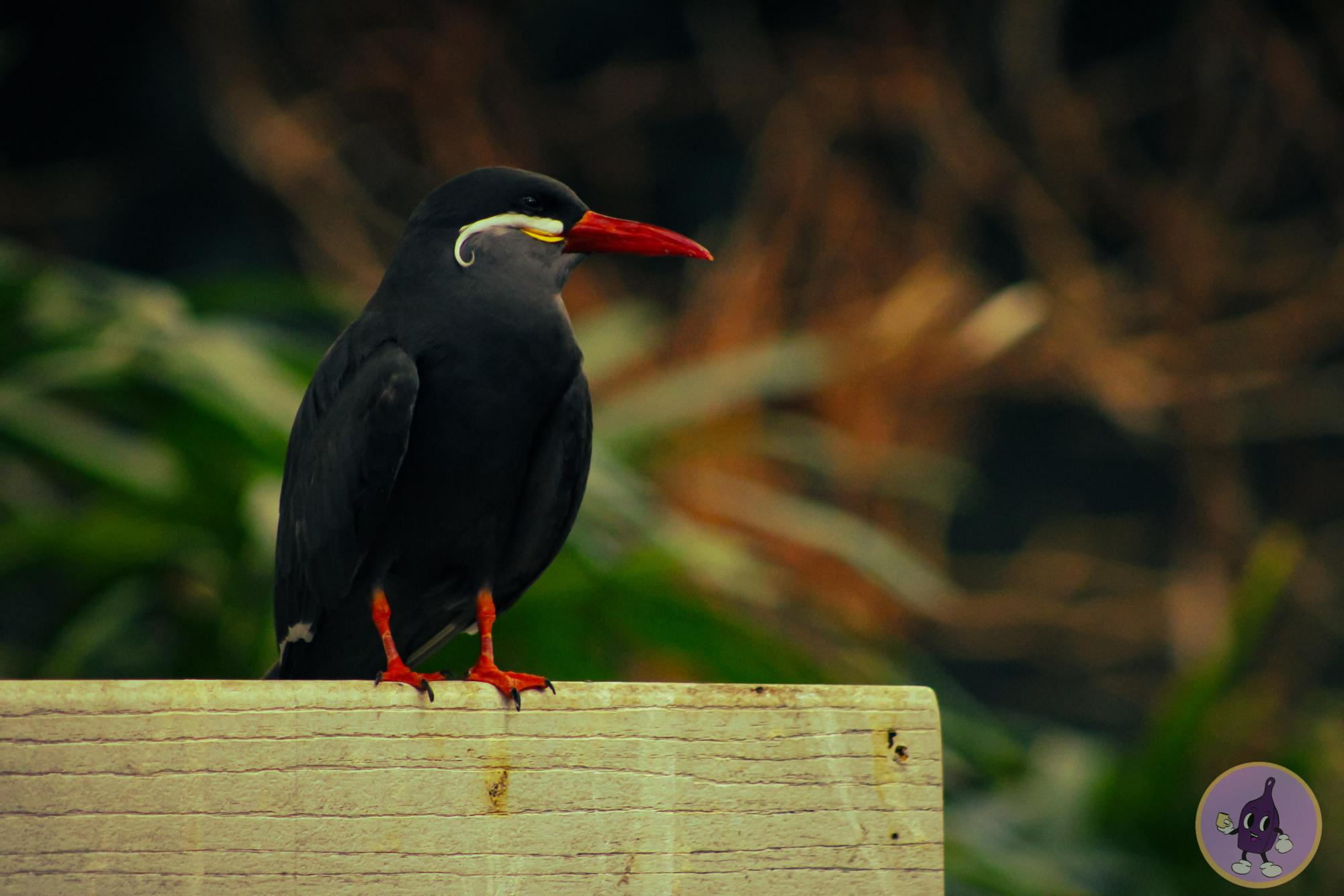 A profound gaze interrupted by a perfectly mustached beak