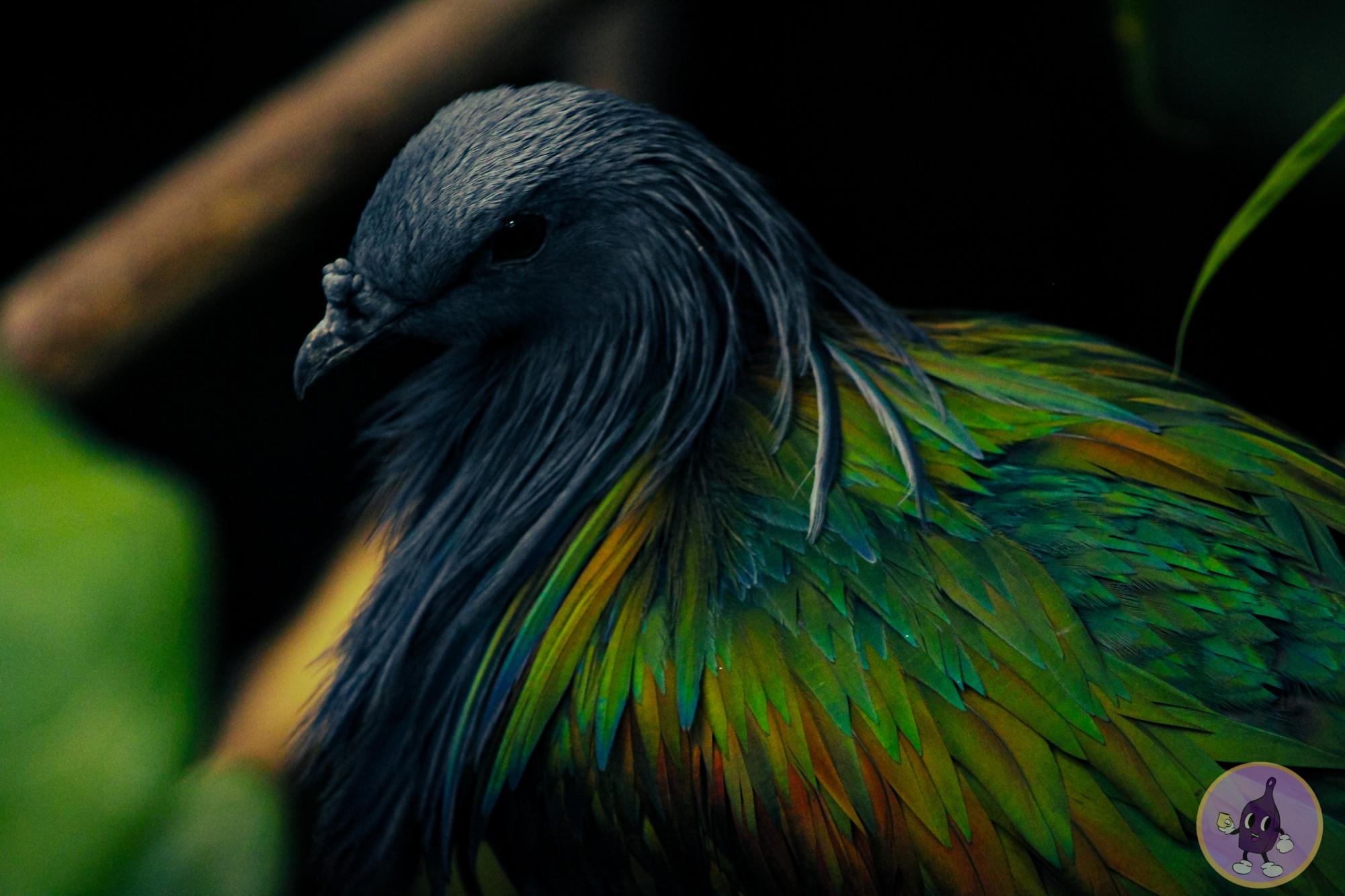 Long strands of luxurious grey feathers spilling onto an iridescent rainbow coated body