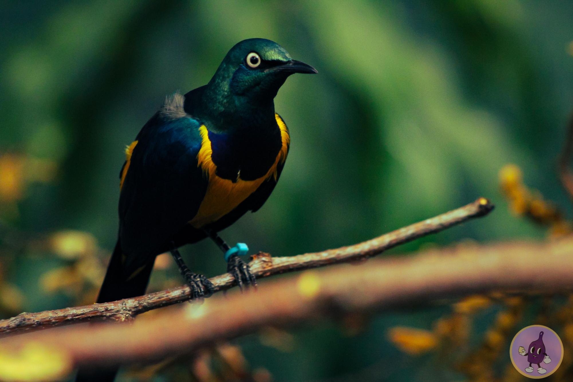 A colorful bird with a haunting thousand-yard stare