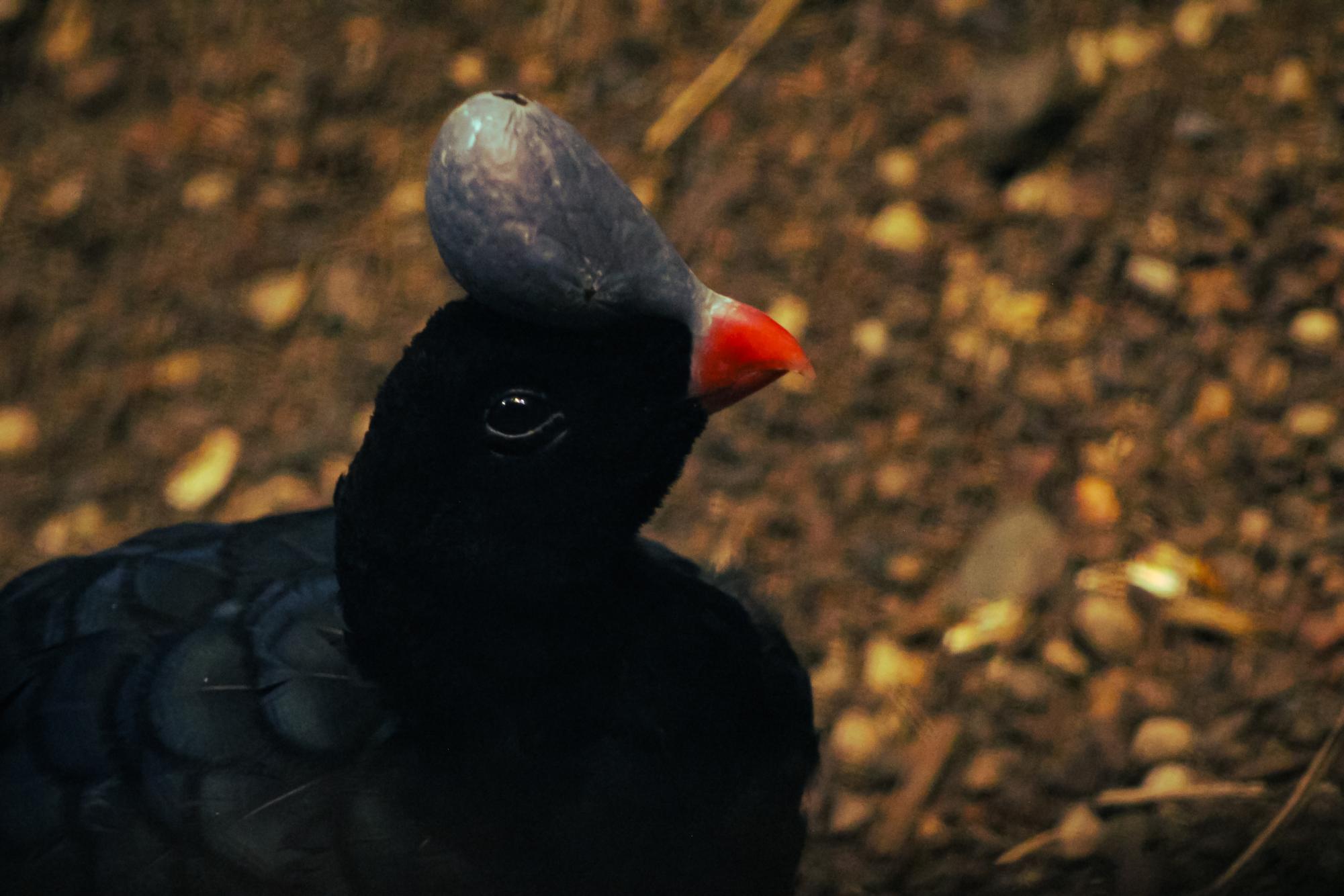 A prehistoric looking bird given a bony helmet protruding out of the top of the skull, and a very fitting name 