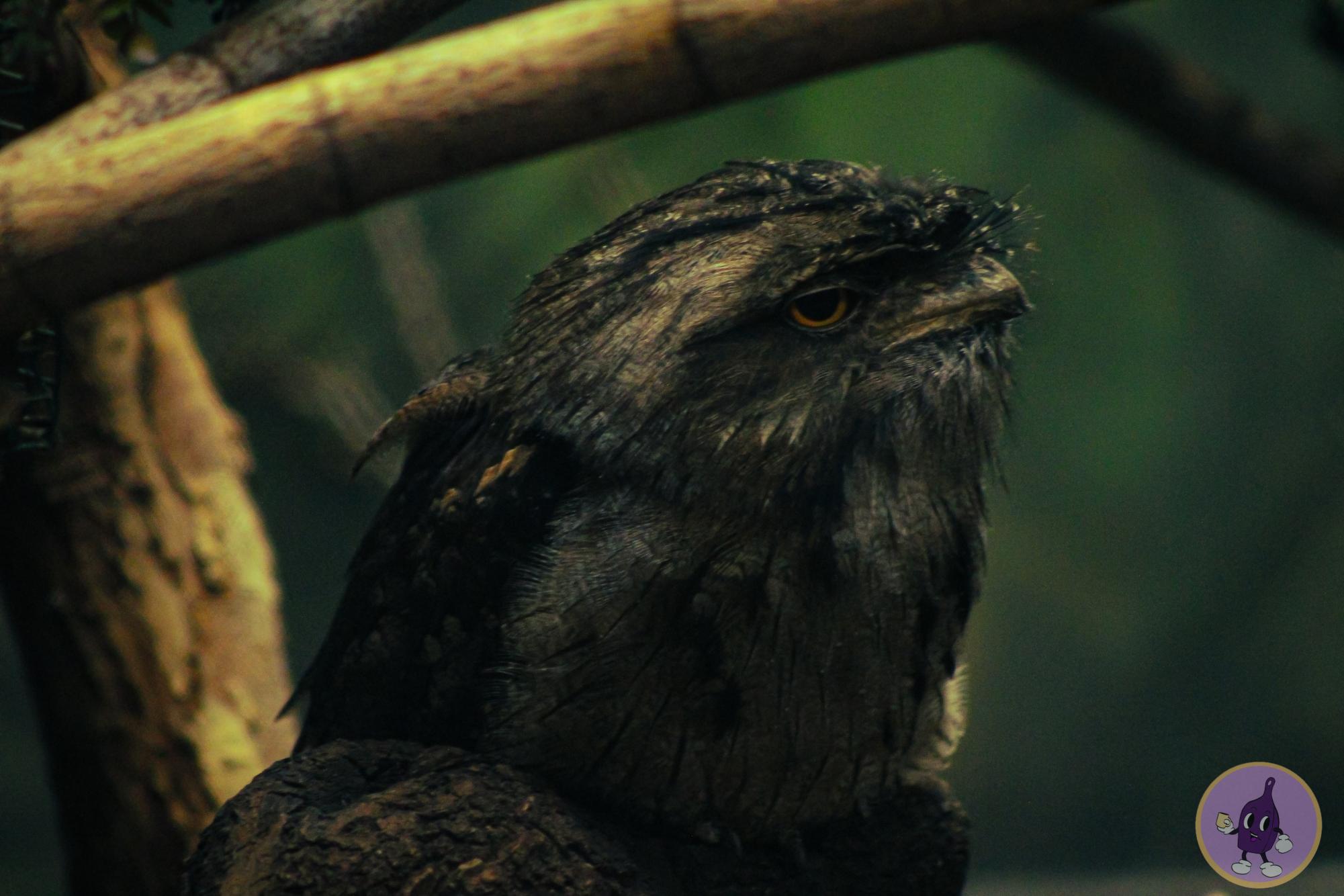 A glaring, grumpy looking bird who conceals an unnaturally large mouth 