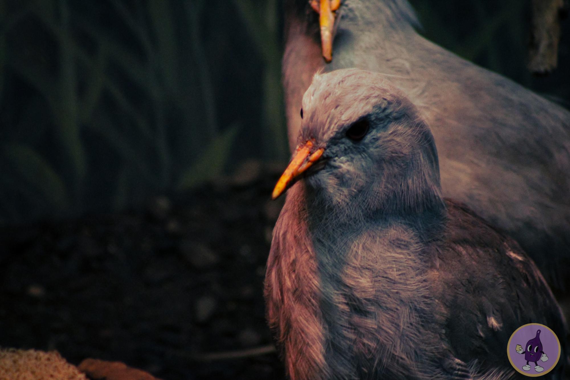 Reddish colored eyes and beak accompany a serious stare 