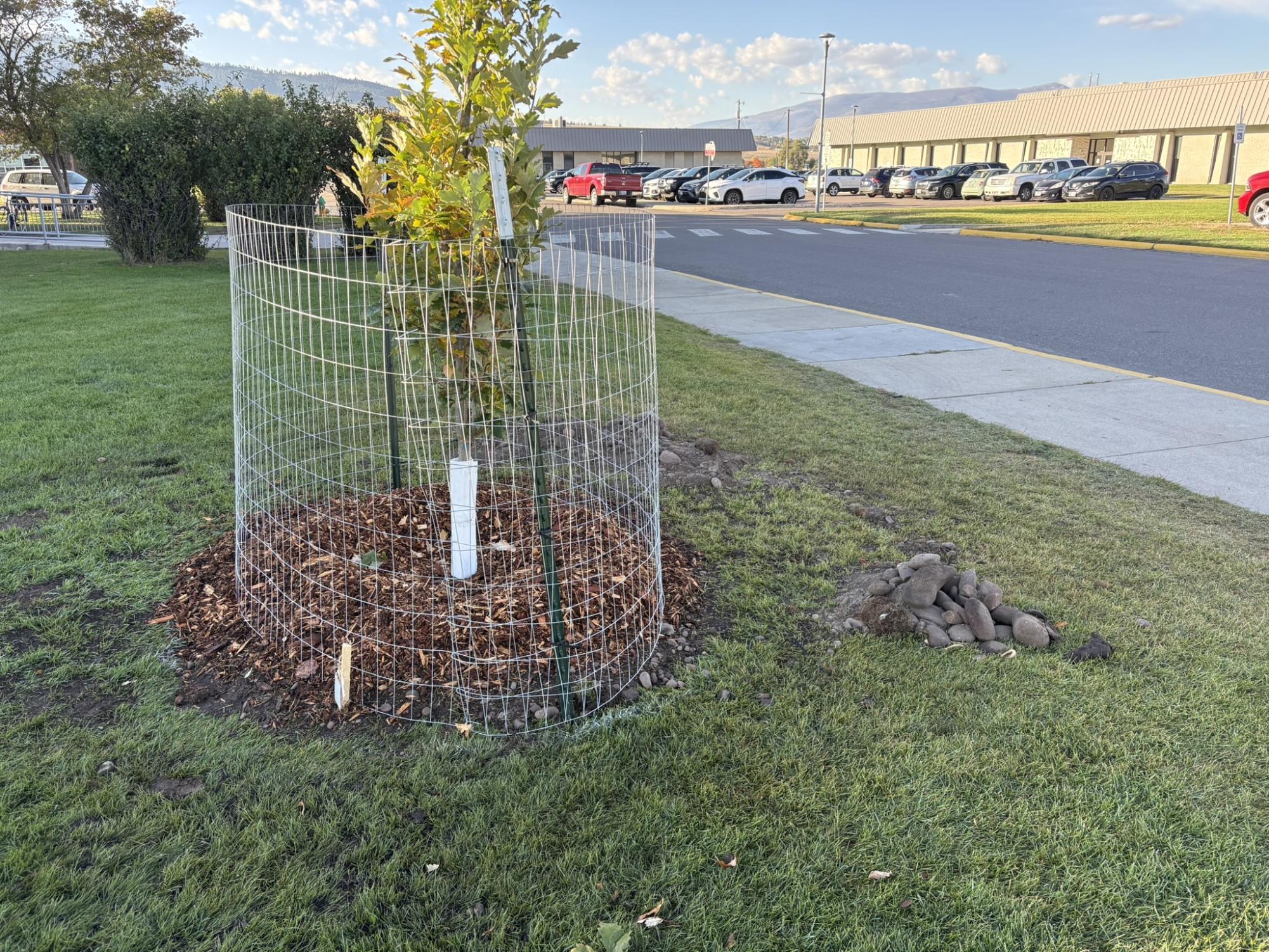 SENTINEL UNITES TO PLANT TREES