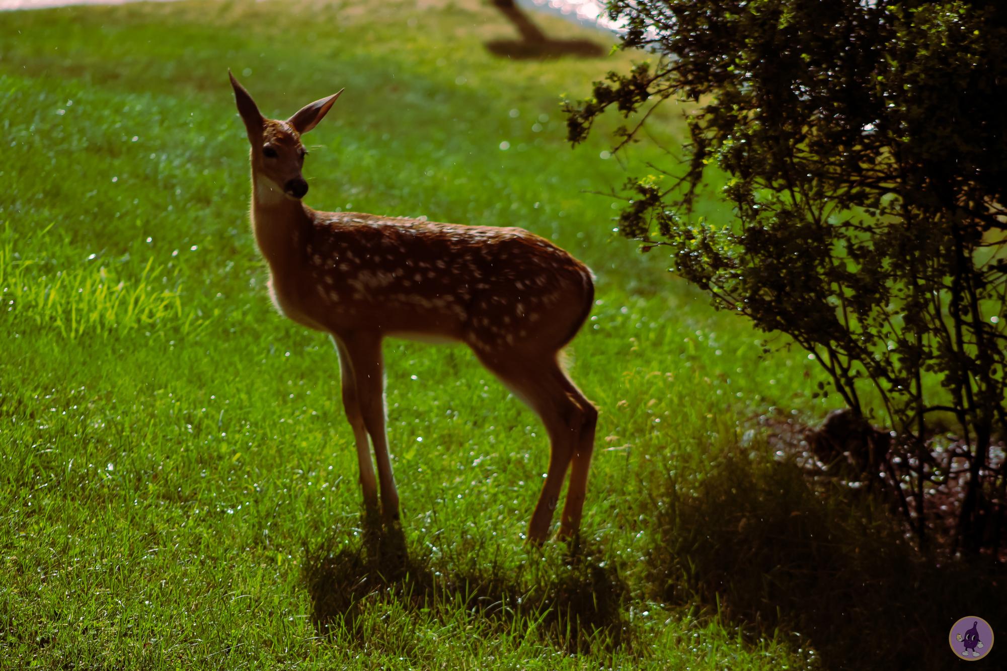 Shimmering In The Sunlight