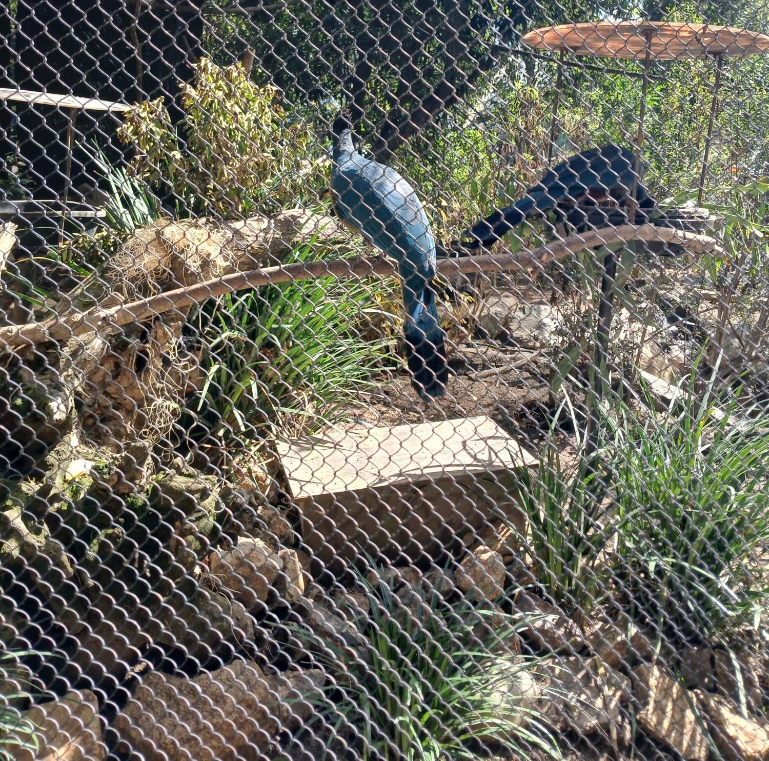 A trapped bird in a zoo.