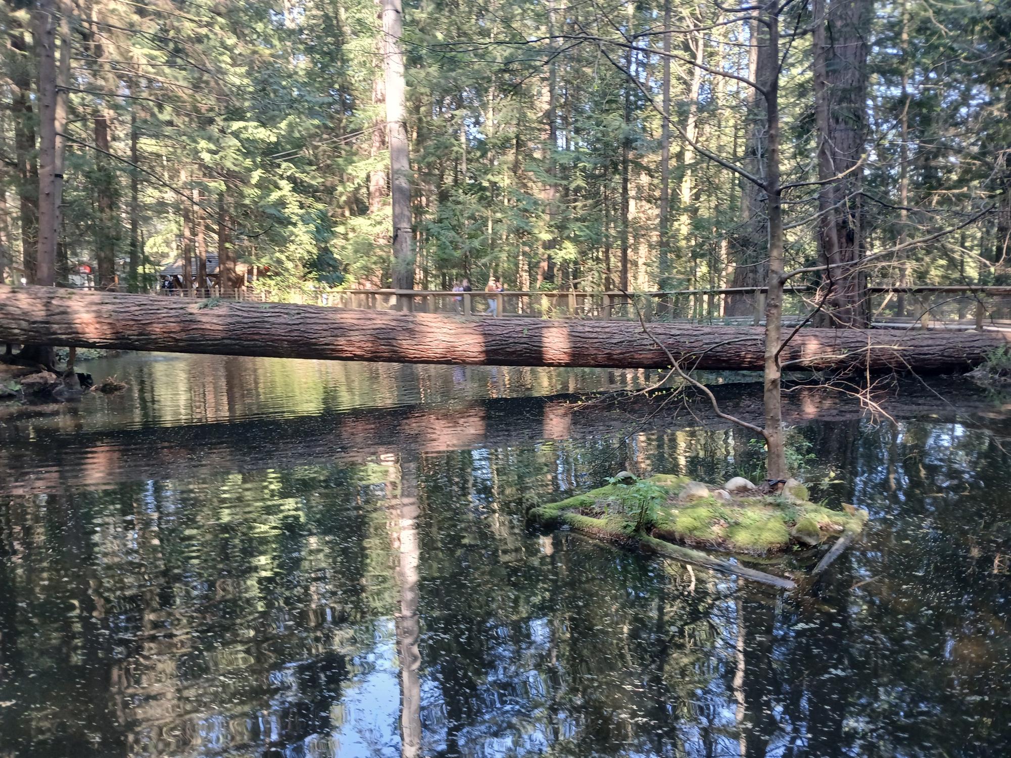 A tree laying across a body of water. 