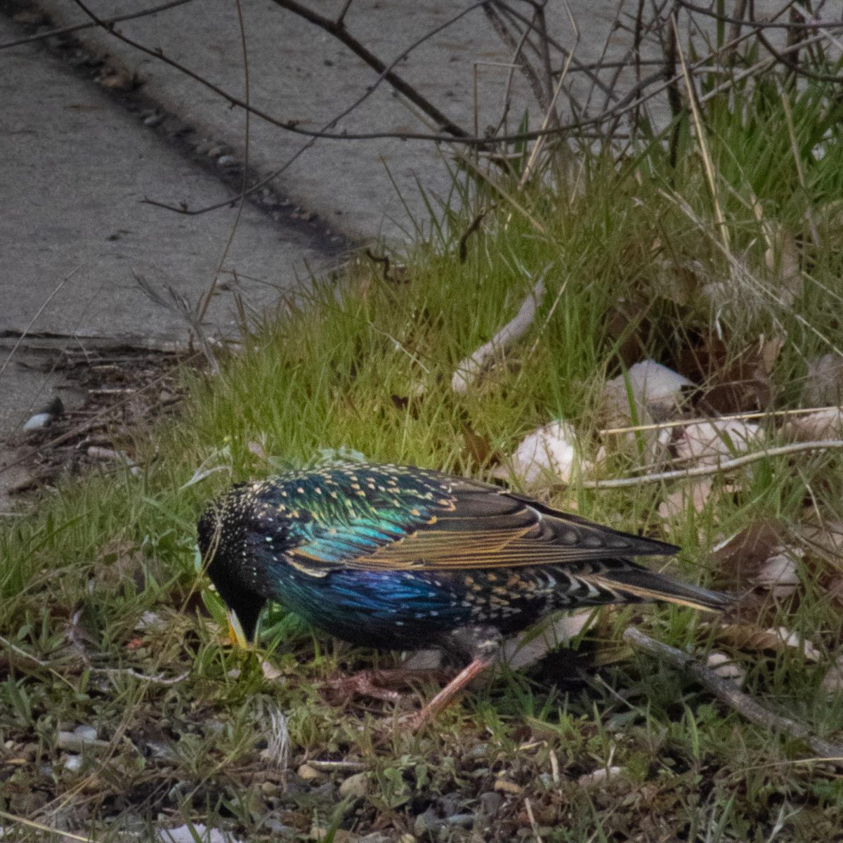 A starling looking for food