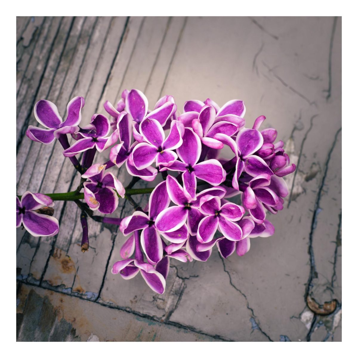 A Lilac branch laying on old wood
