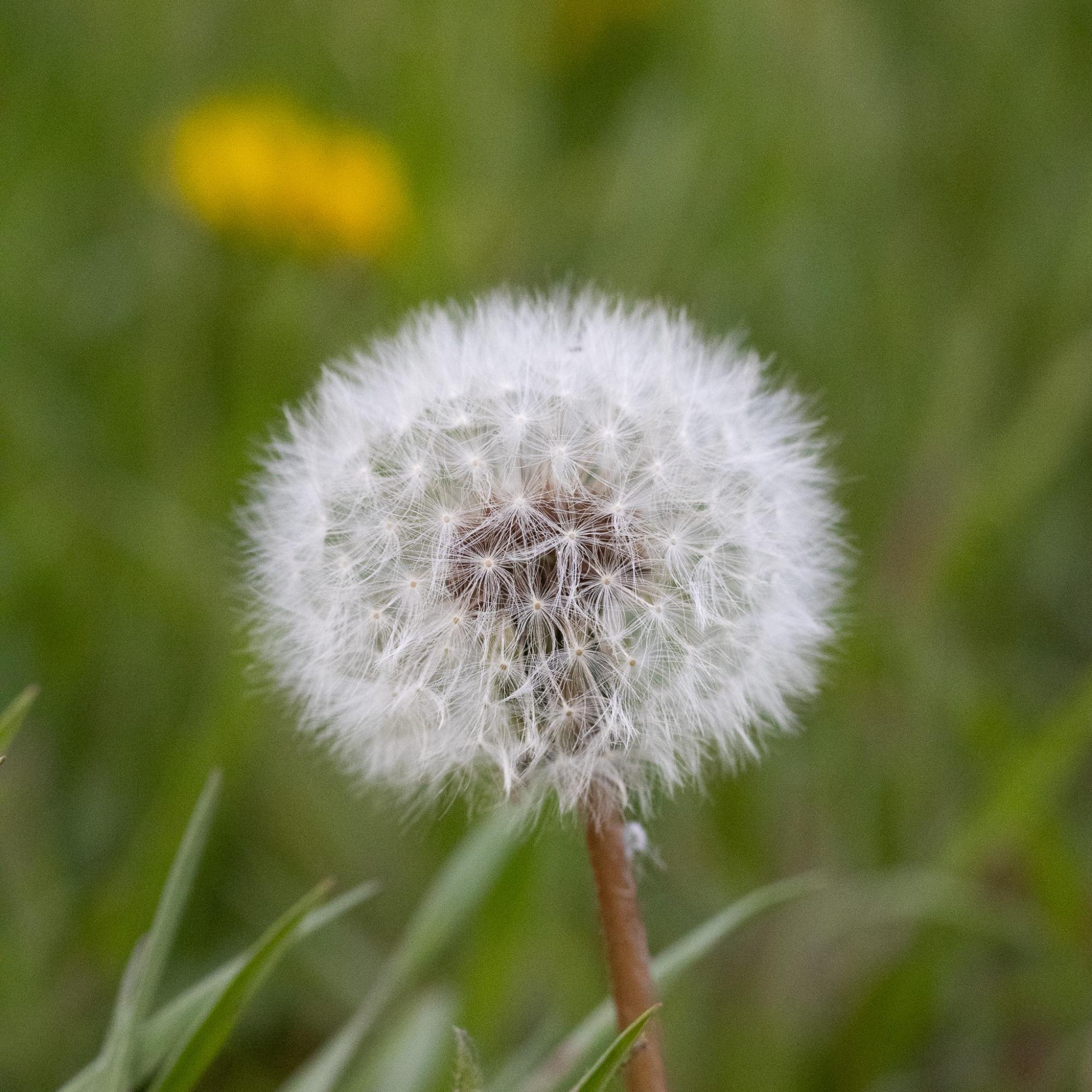 A close up of a dandelion in its puffball stage.