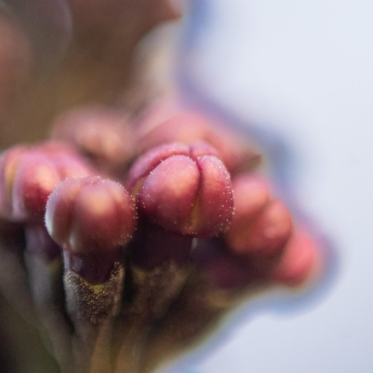 A close up of purple buds on a Lilac.