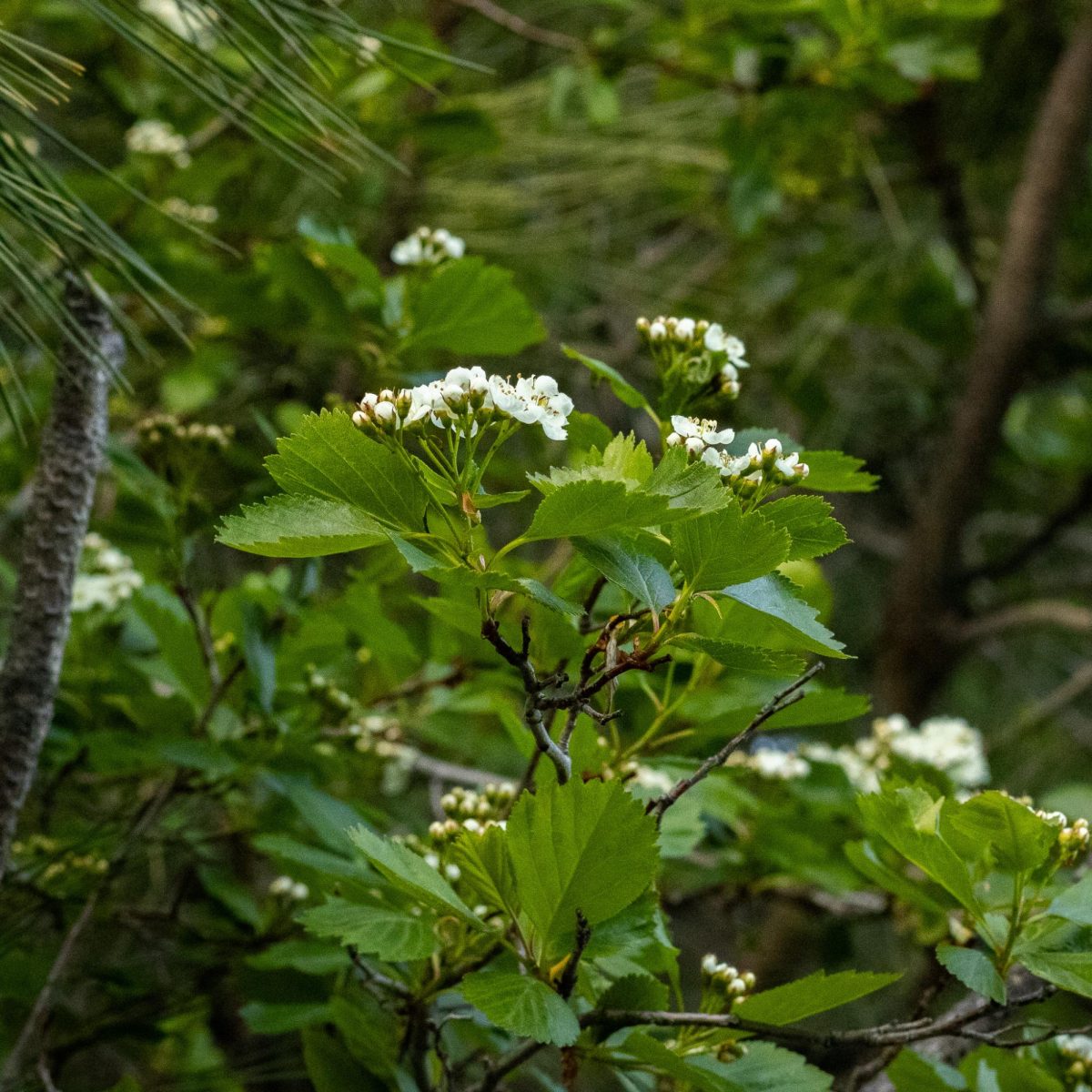 White flowers growing from a Douglas's Hawthorn.