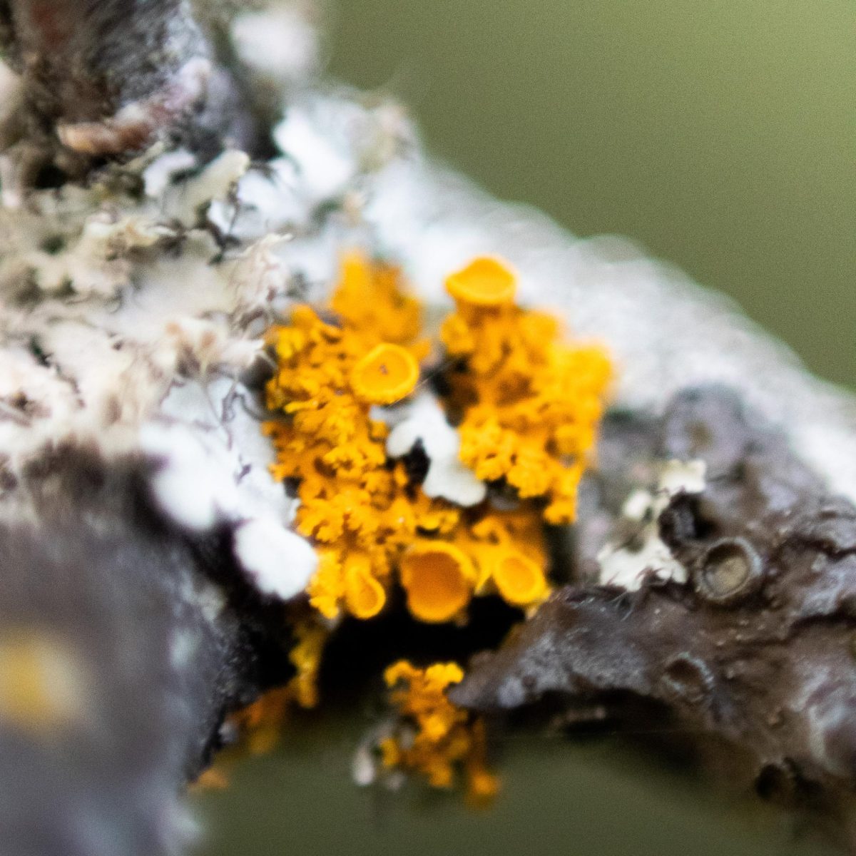 A bright orange Sunburst Lichen growing on a tree branch.