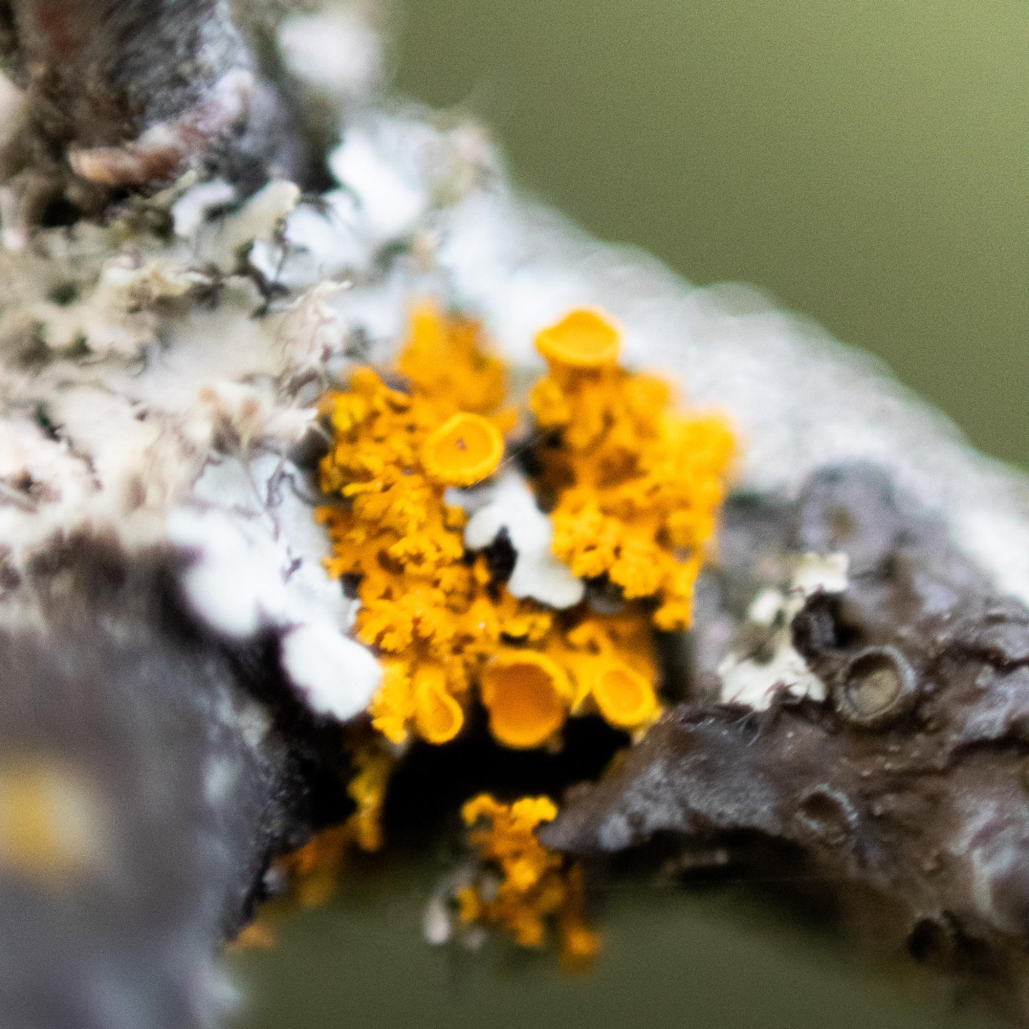 A bright orange Sunburst Lichen growing on a tree branch.