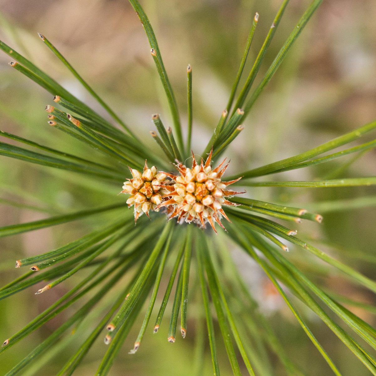 Two newly growing buds of a Ponderosa Pine.