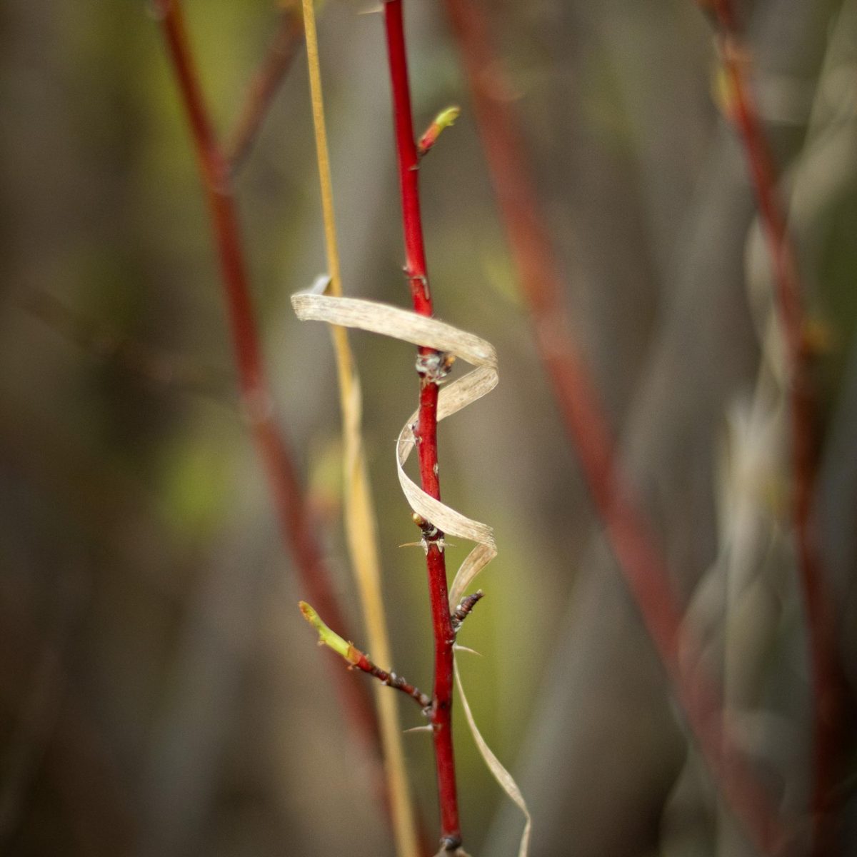A Wood's Rose stem coiled by its leaf.