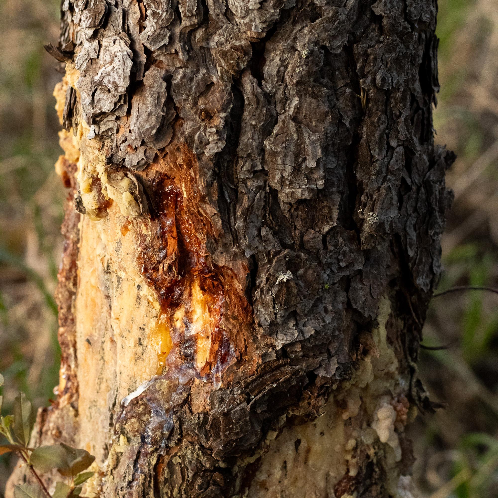 Glistening tree sap from a Ponderosa Pine.
