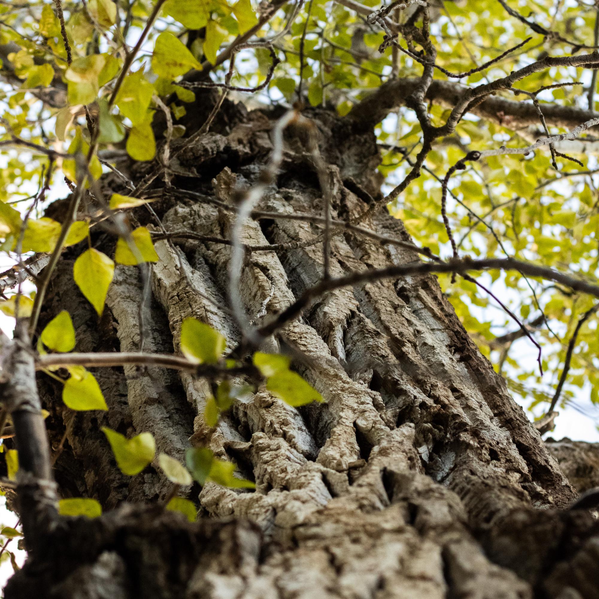 An Eastern Cottonwood growing tall.