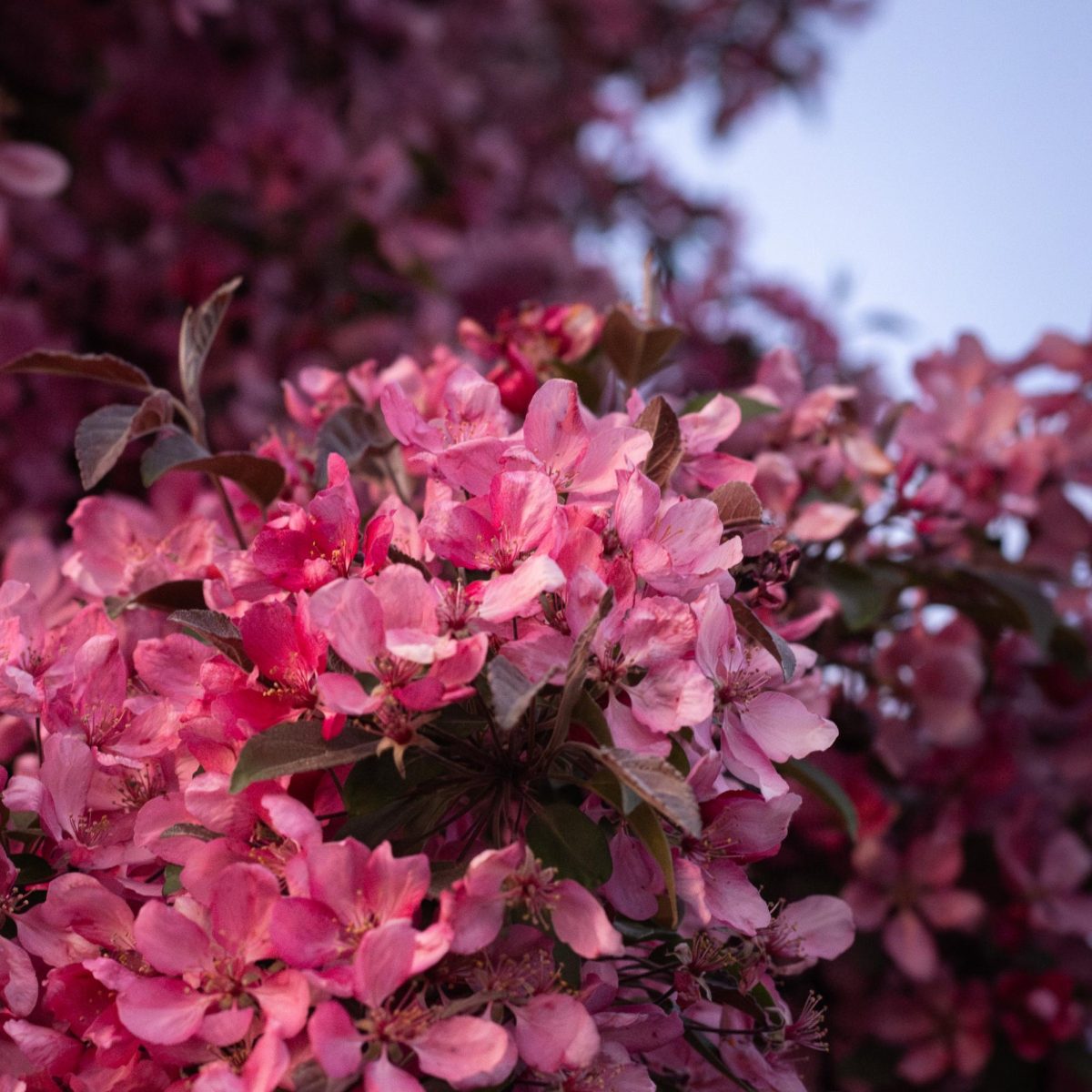 Pink flowers from a flowering Crabapple Tree.