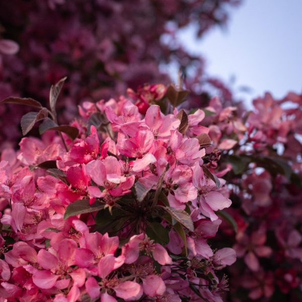 Pink flowers from a flowering Crabapple Tree.