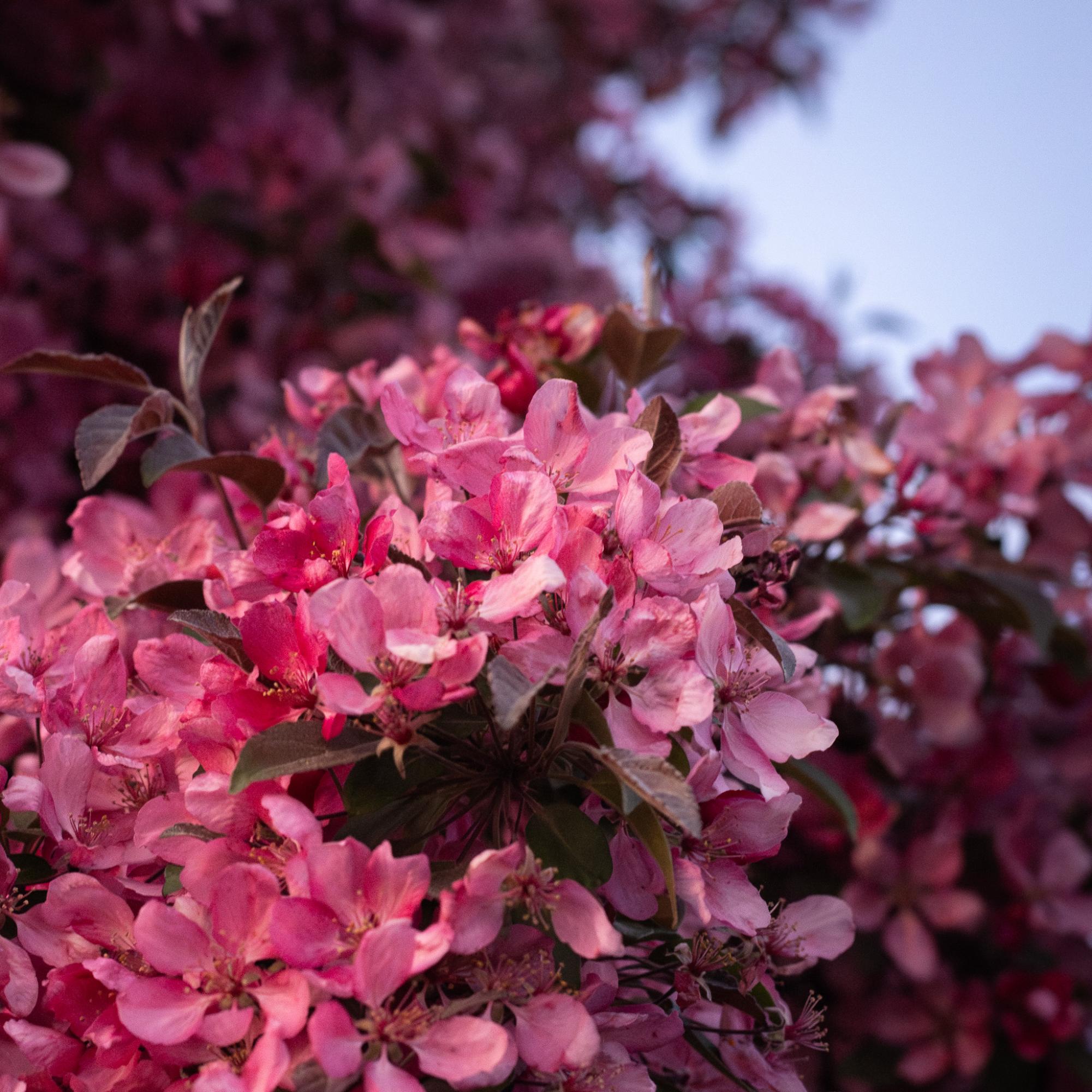 Pink flowers from a flowering Crabapple Tree.