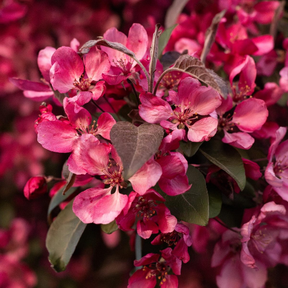 Bright pink flowers from a flowering Crabapple Tree.