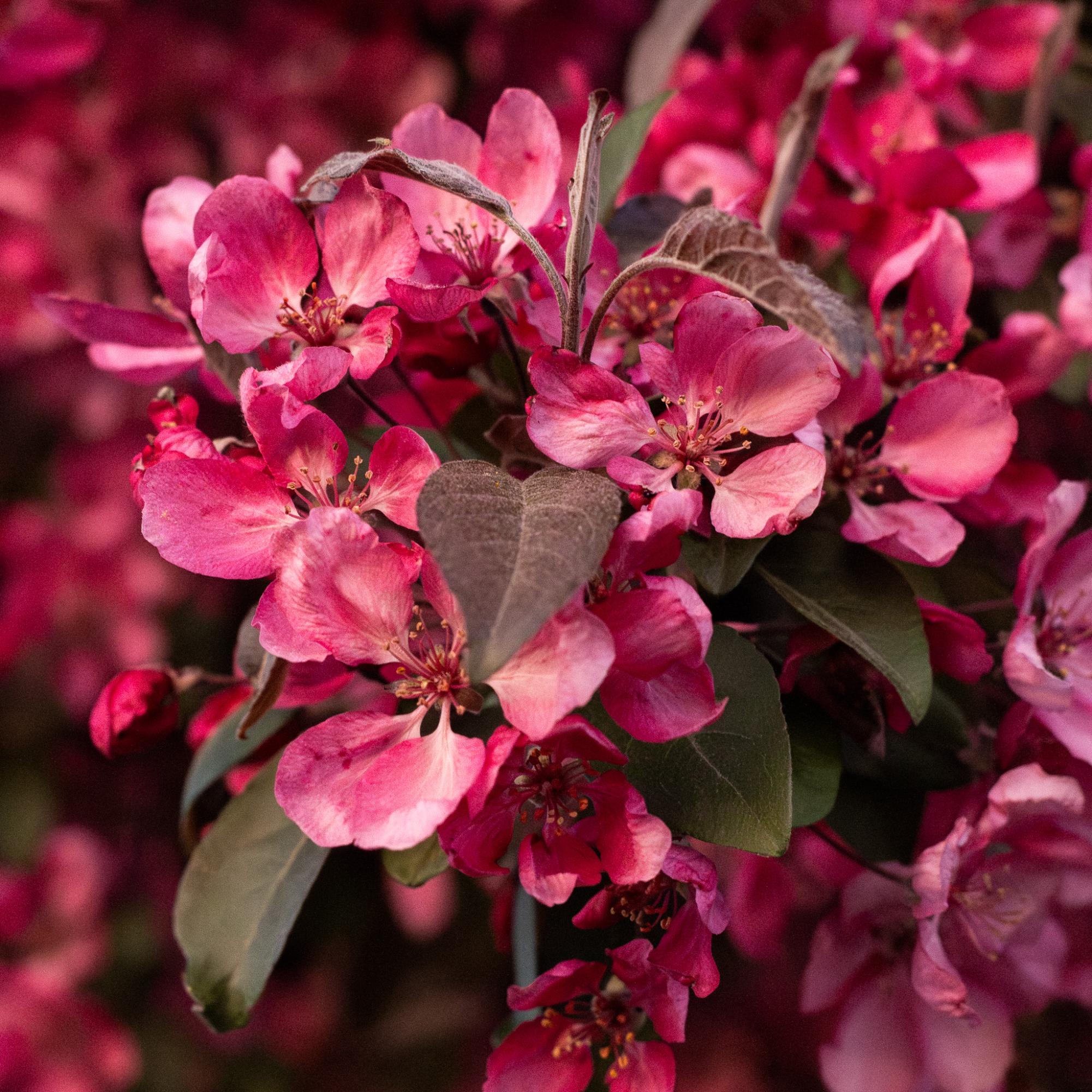 Bright pink flowers from a flowering Crabapple Tree.