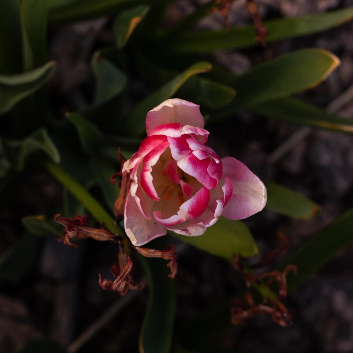 A Peony tulip growing from wood chips.