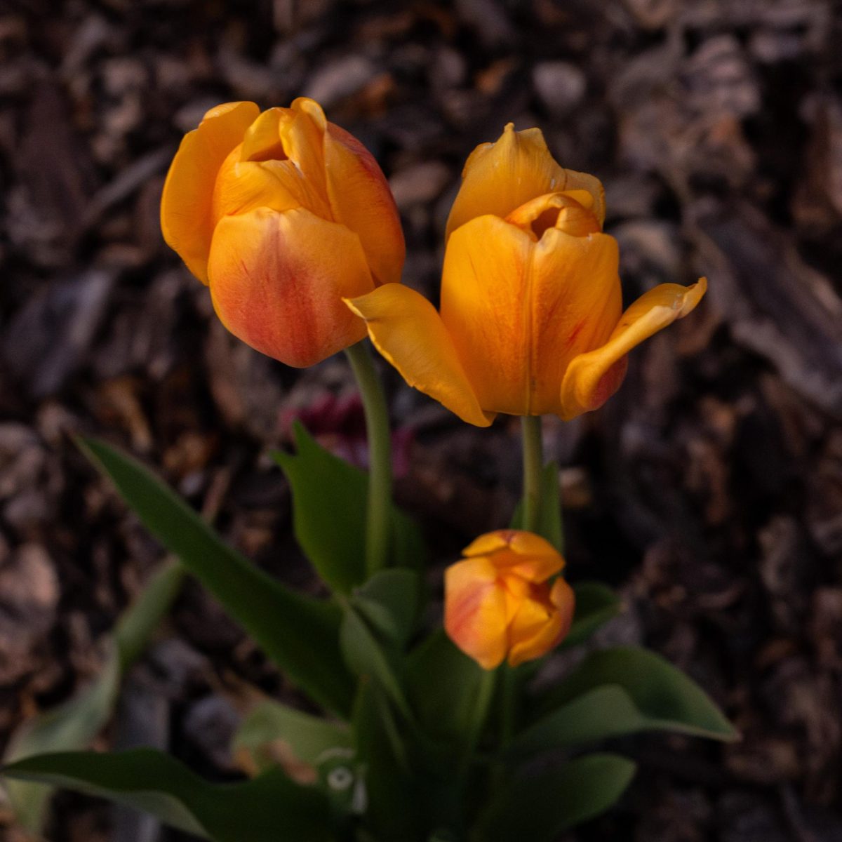 Orange tulips growing from wood chips.