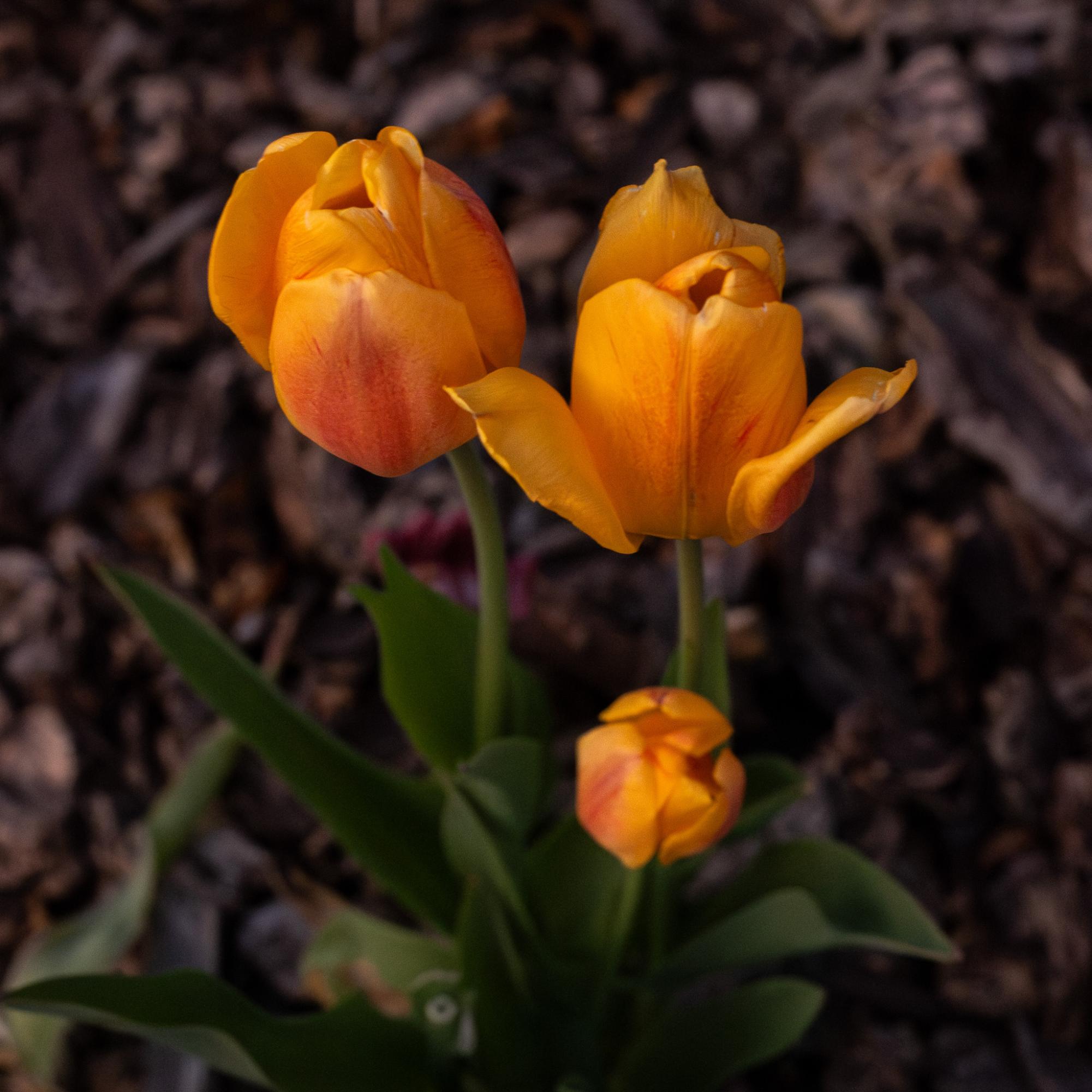Orange tulips growing from wood chips.
