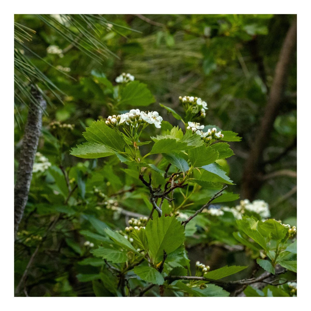 White flowers growing from a Douglas's Hawthorn.