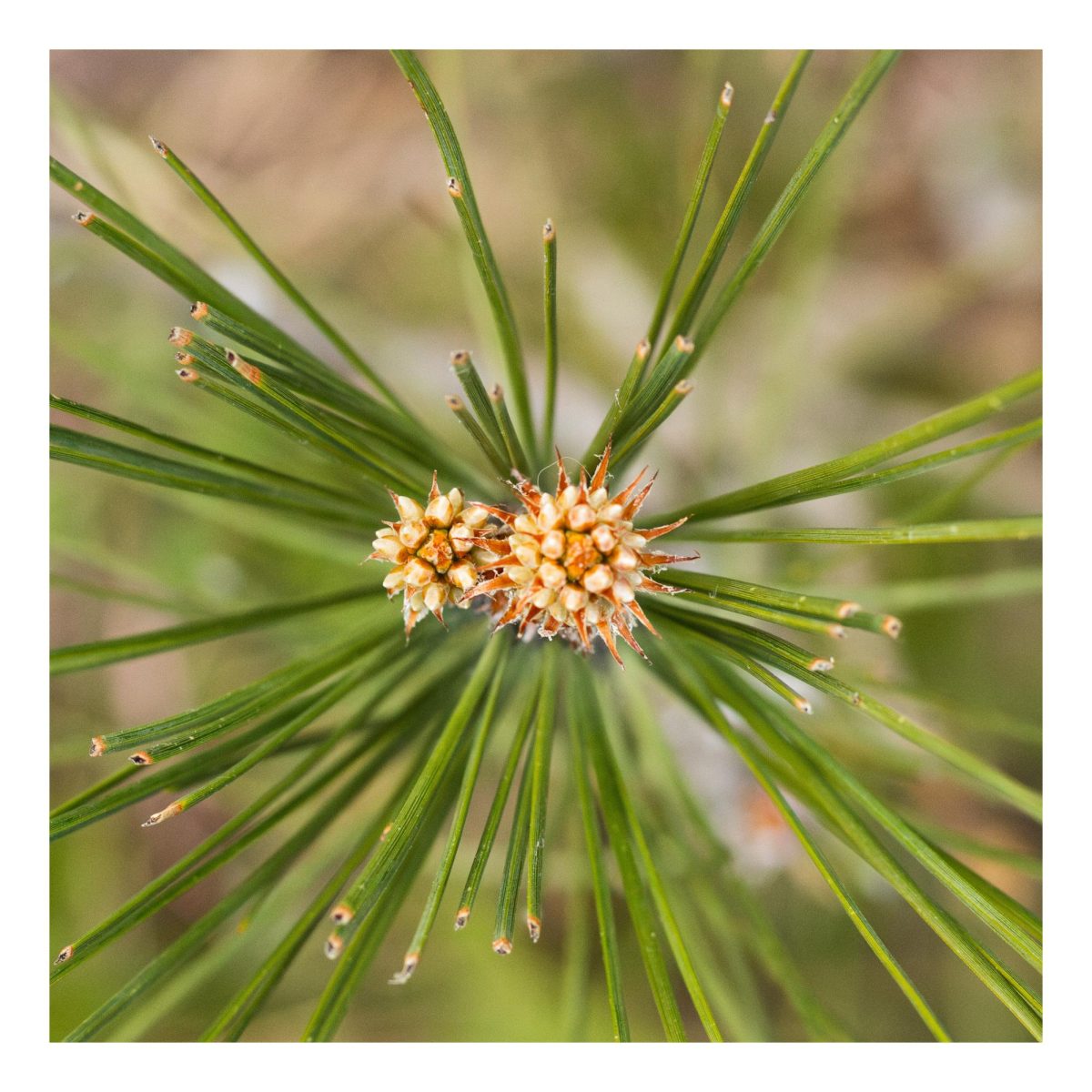 Two newly growing buds of a Ponderosa Pine.