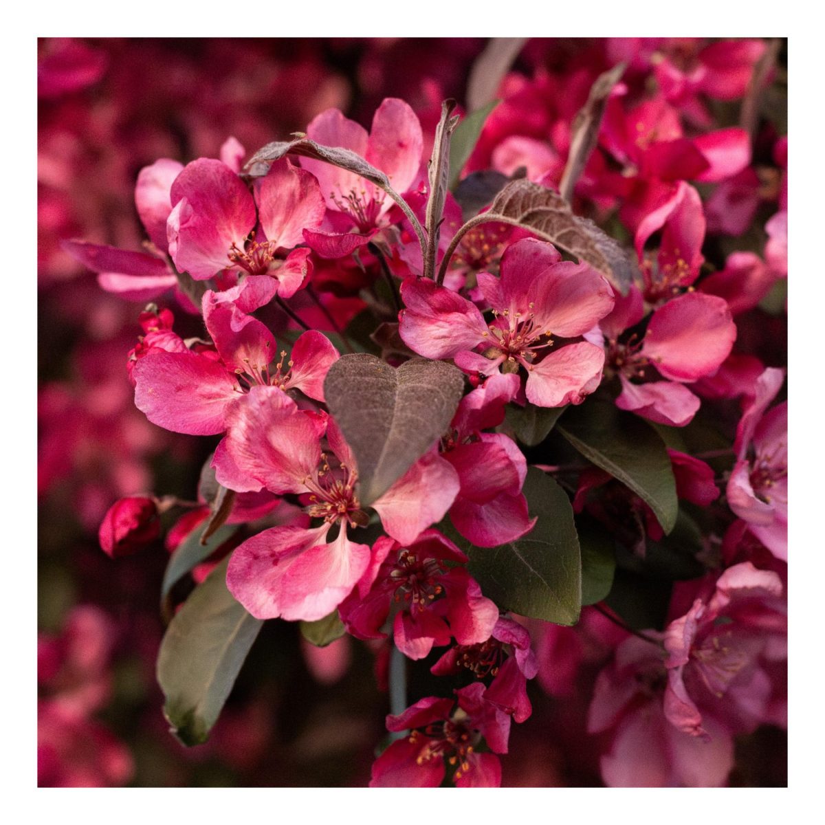 Bright pink flowers from a flowering Crabapple Tree.