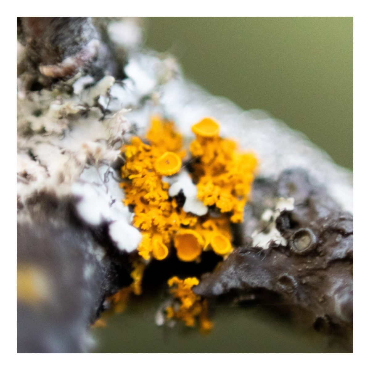 A bright orange Sunburst Lichen growing on a tree branch.