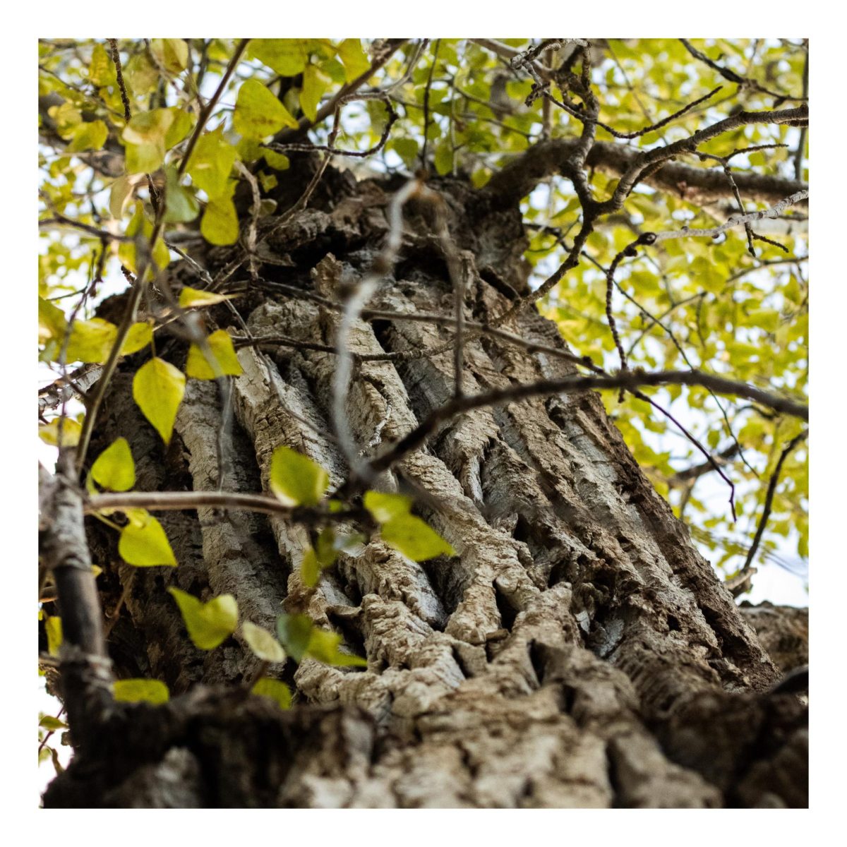 An Eastern Cottonwood growing tall.