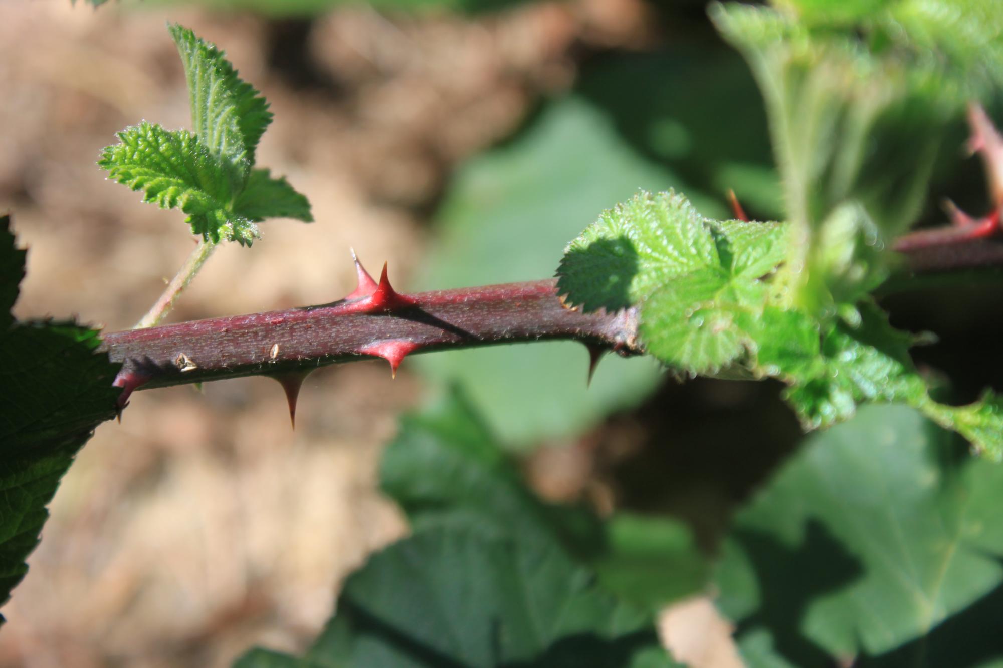 A close-up shot of a blackberry bush.