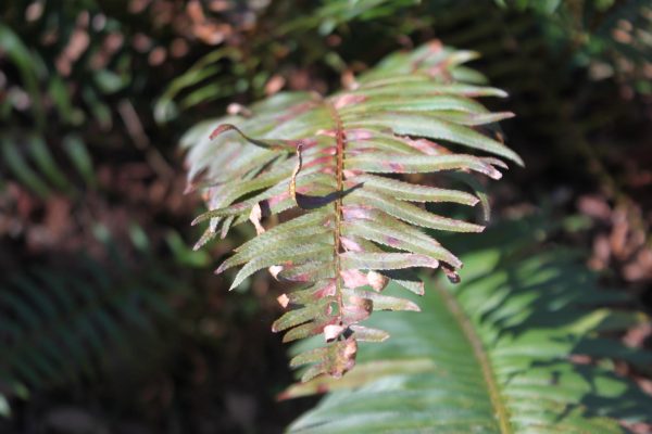 A photo of a fern curling in on itself.