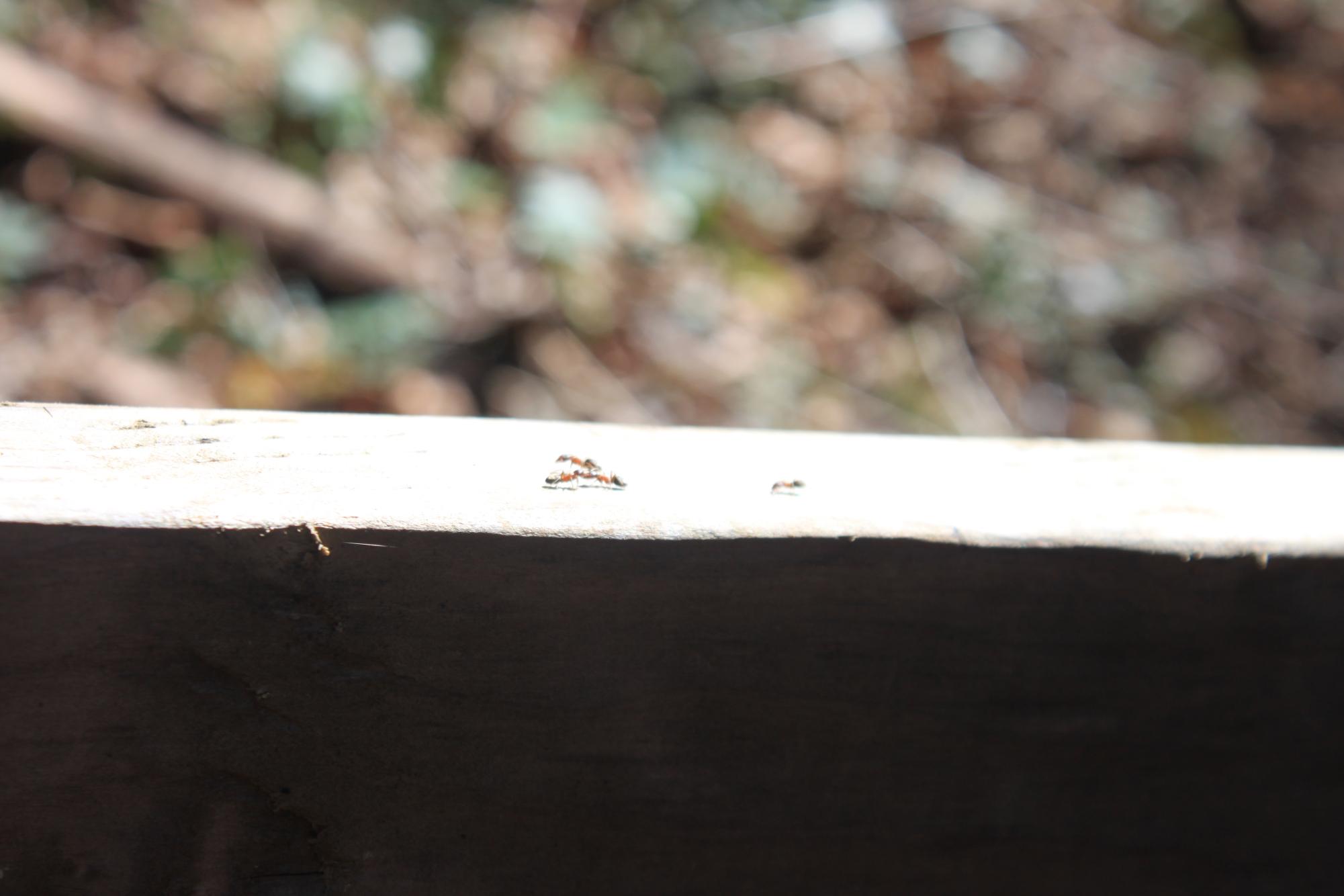 A cluster of ants on a fence.